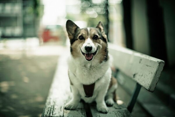 On the bench is a dog with a sad look