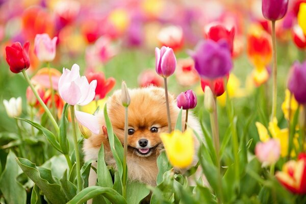 Perrito sentado en un campo de tulipanes