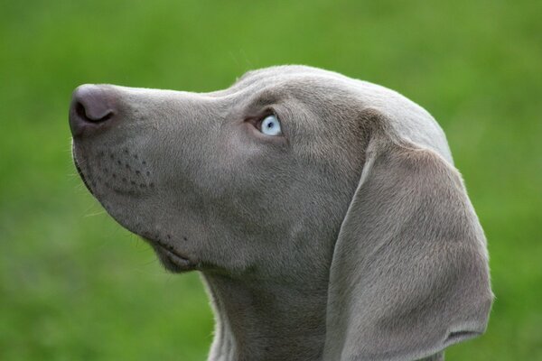 The friendly look of the dog at the owner