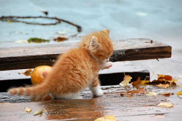 A kitten on the asphalt on a wet autumn day