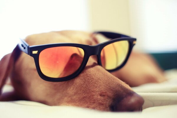 The dog sleeps in sunglasses