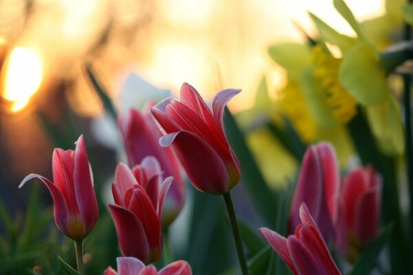 Tulipanes al amanecer fondo borroso