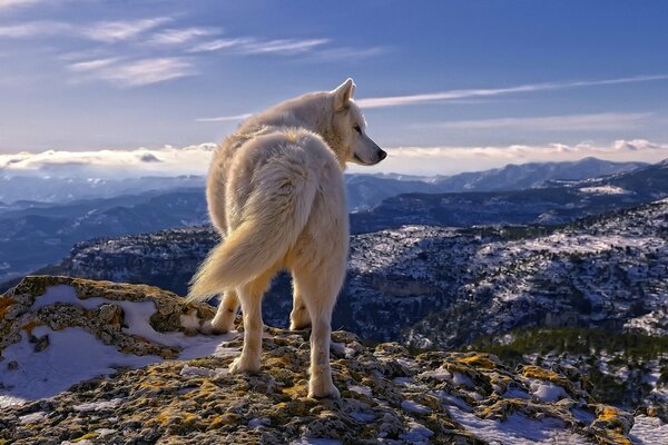 Weißer Wolf auf dem Gipfel des Berges