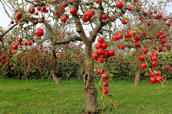 Autumn apples with red apples