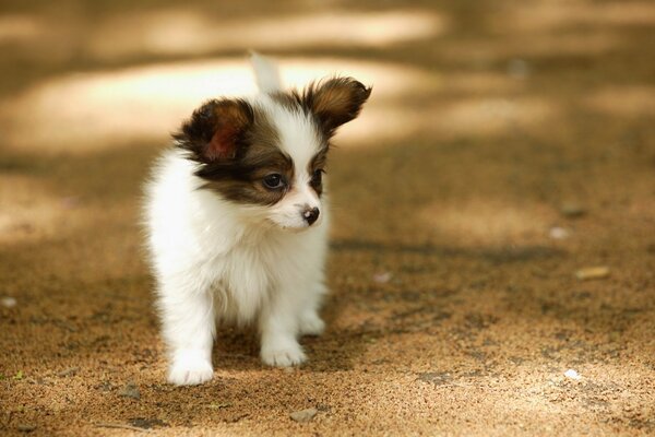 Petit chiot sur une promenade d été