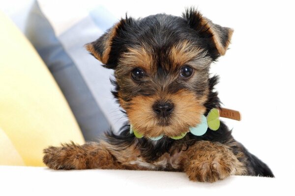 Cachorro en un hermoso collar quiere jugar