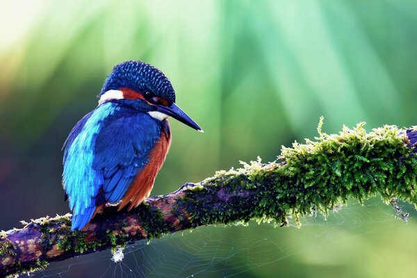 A colored bird sits on a branch on a green background