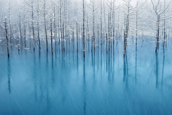 Trees growing out of blue water