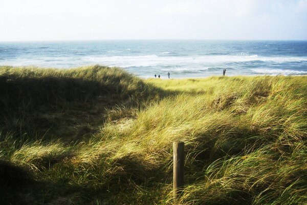 Autumn grass by the raging sea