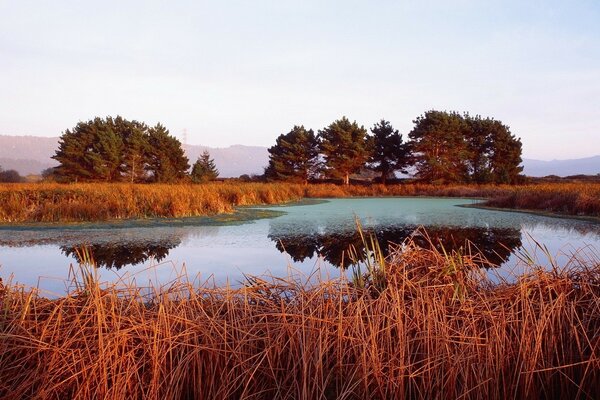 Canne di fuoco intorno al lago