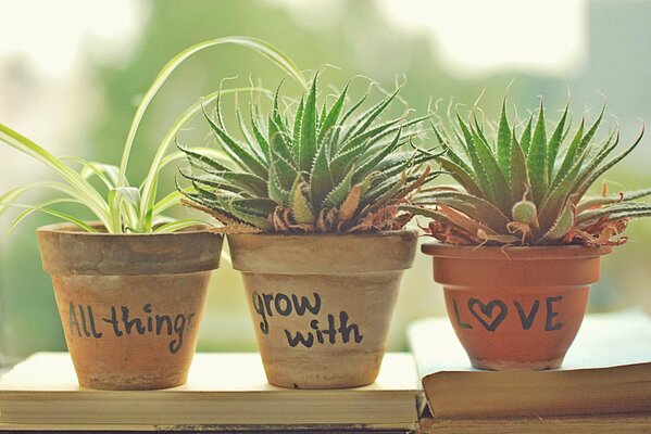 Photo of pots with flowers on the background