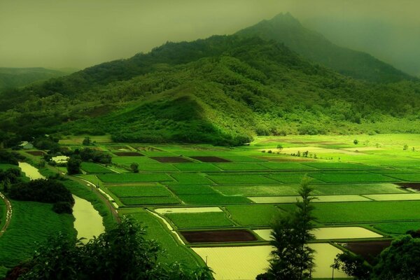 Untouched green nature