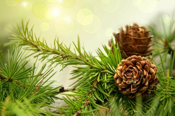 Two fir cones on a green branch