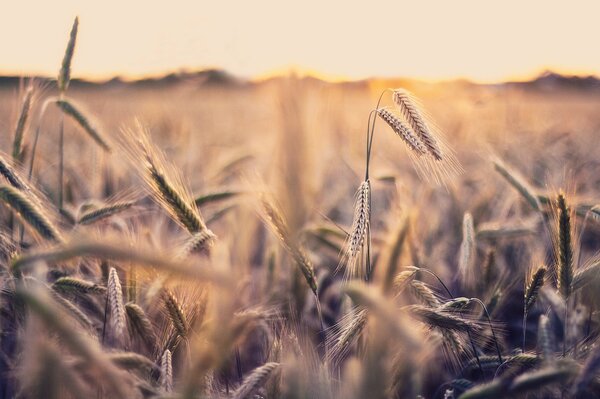 Photo on wallpaper - spikelets shrouded in sunset