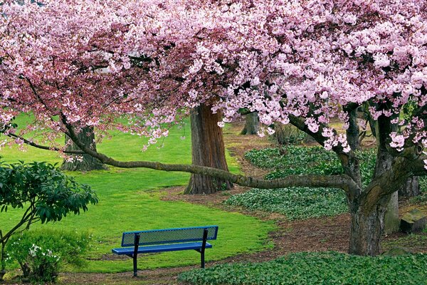 Fleurs de cerisier dans le parc