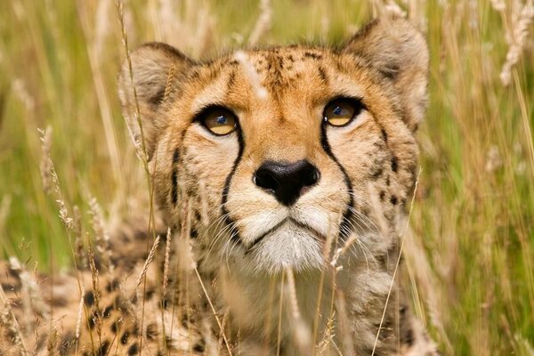 The muzzle of a large cheetah , a predatory cat