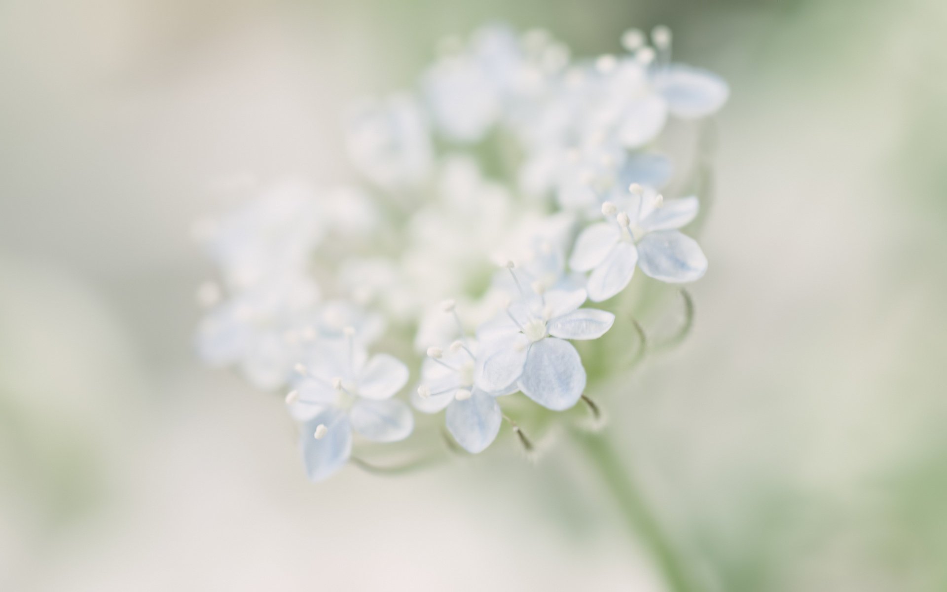 fleurs doucement fleur bleu flou gros plan