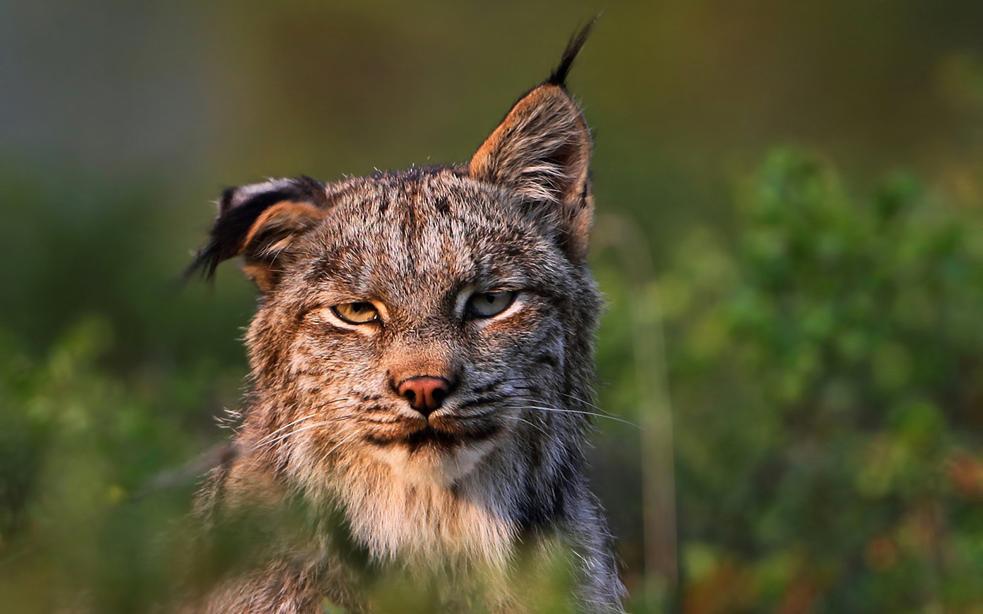 рысь felis lynx хищник