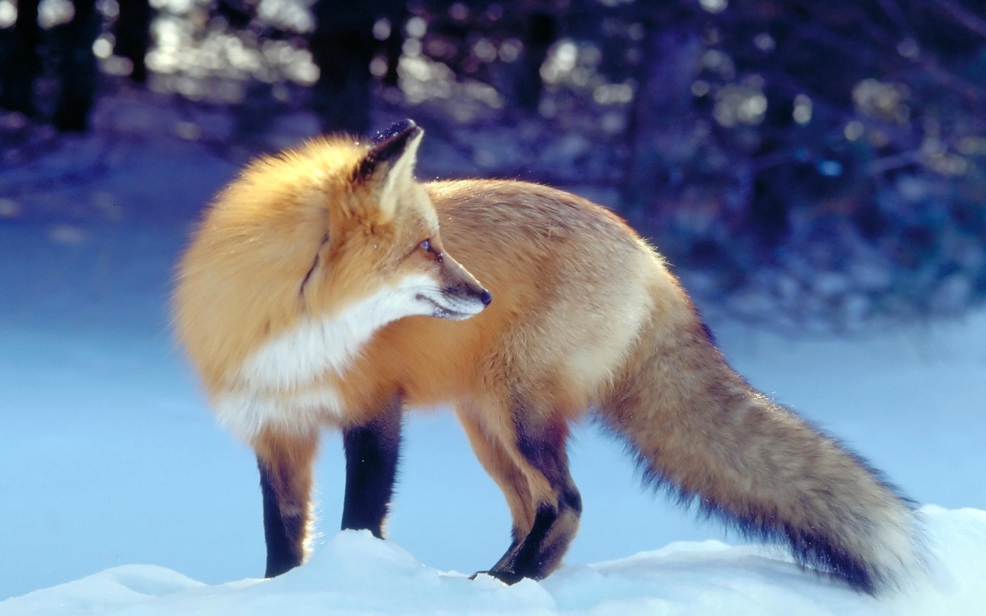 fuchs winter fuchs