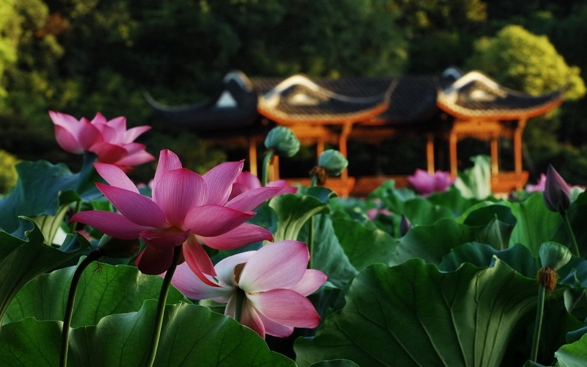 fiori loto stagno foglie macro gazebo