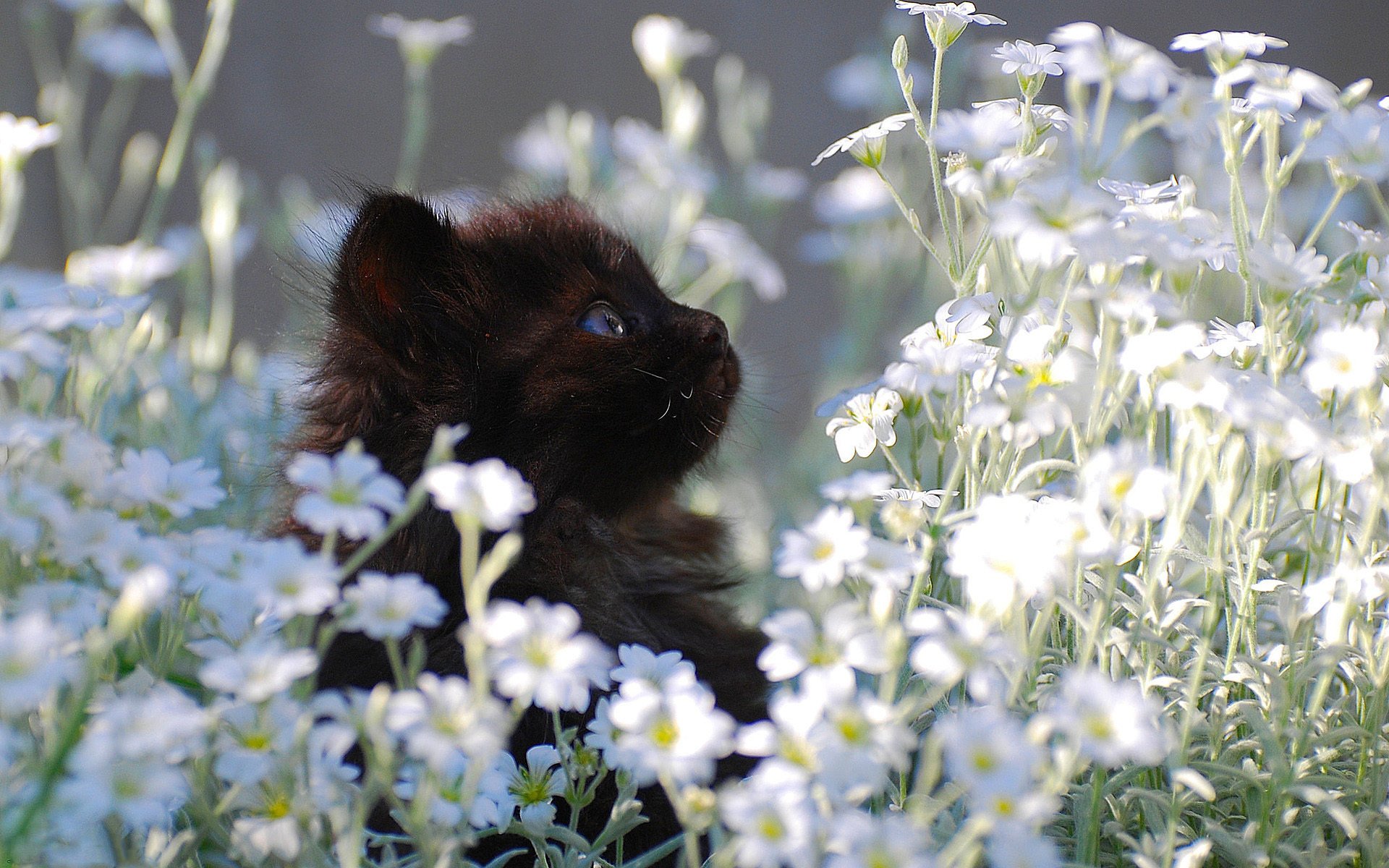 negro pequeño gatito césped