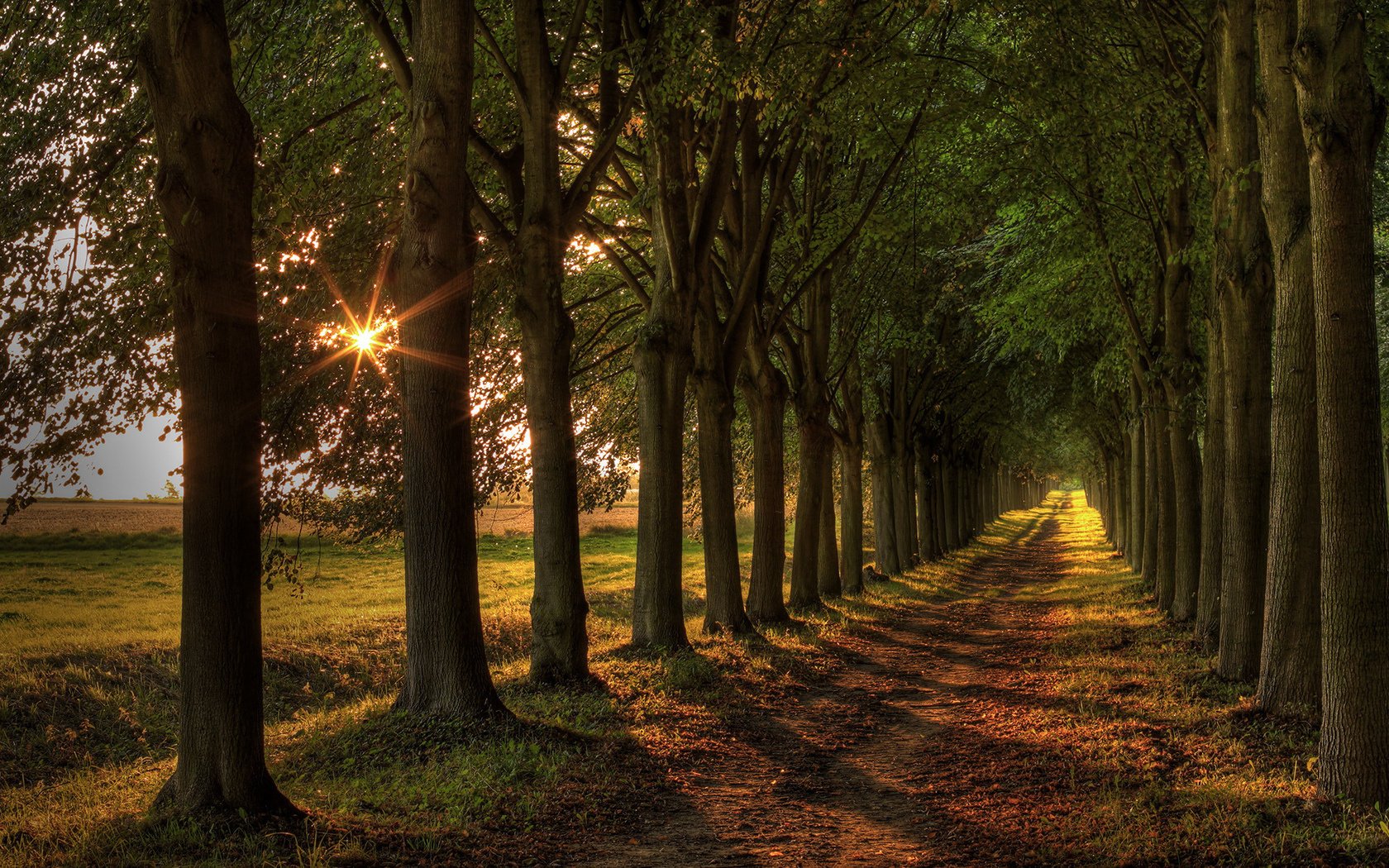 strada luce paesaggio alberi