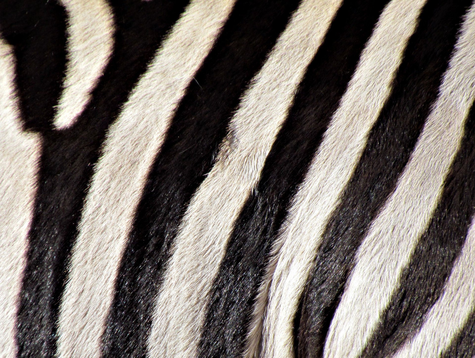 zebra bianco copertura colore strisce