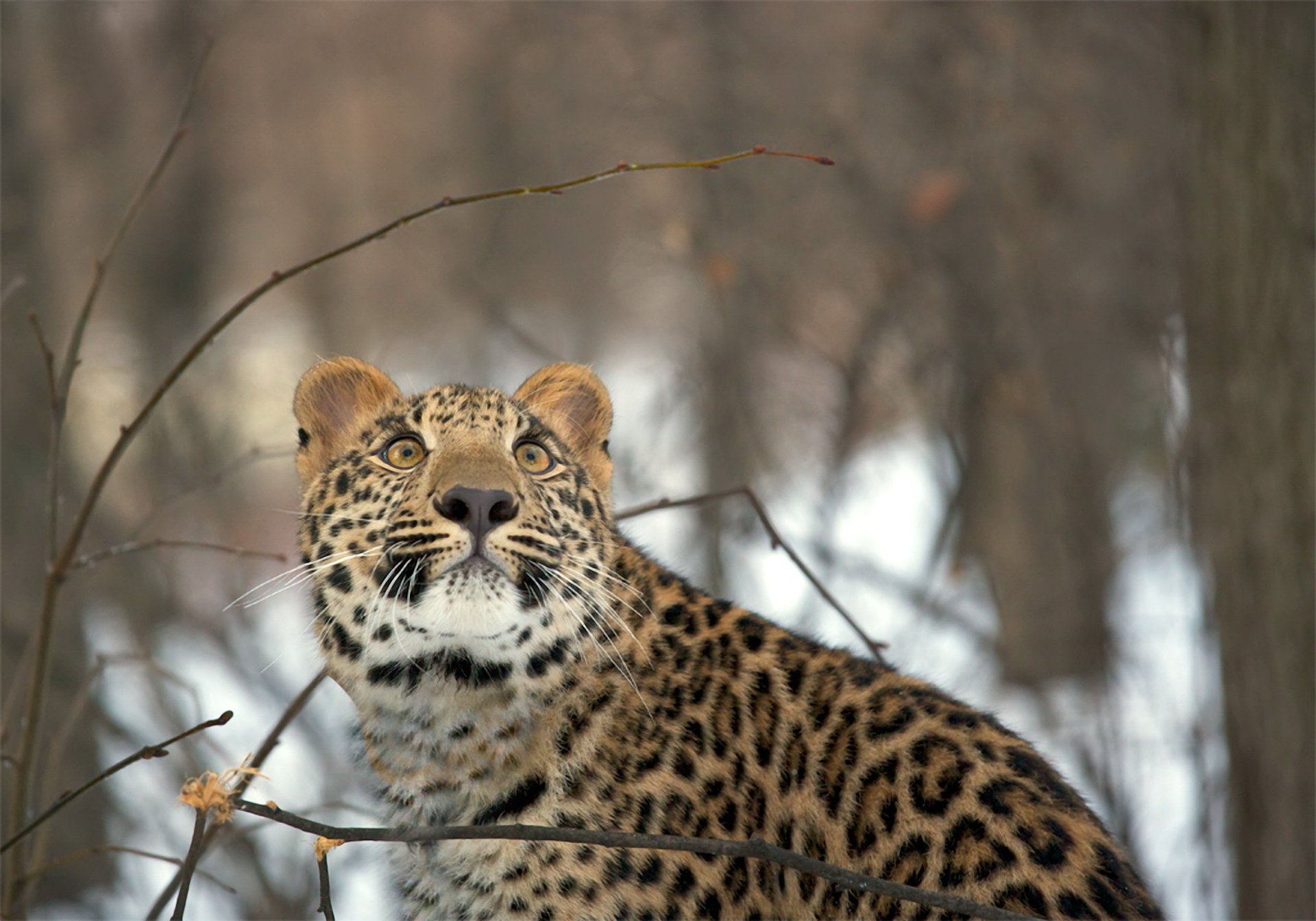 leopard zima las śnieg widok