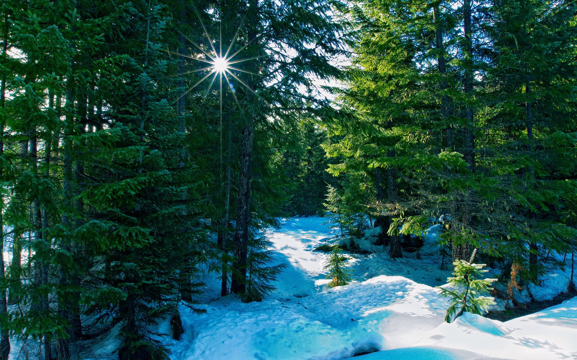 naturaleza bosque rayos invierno