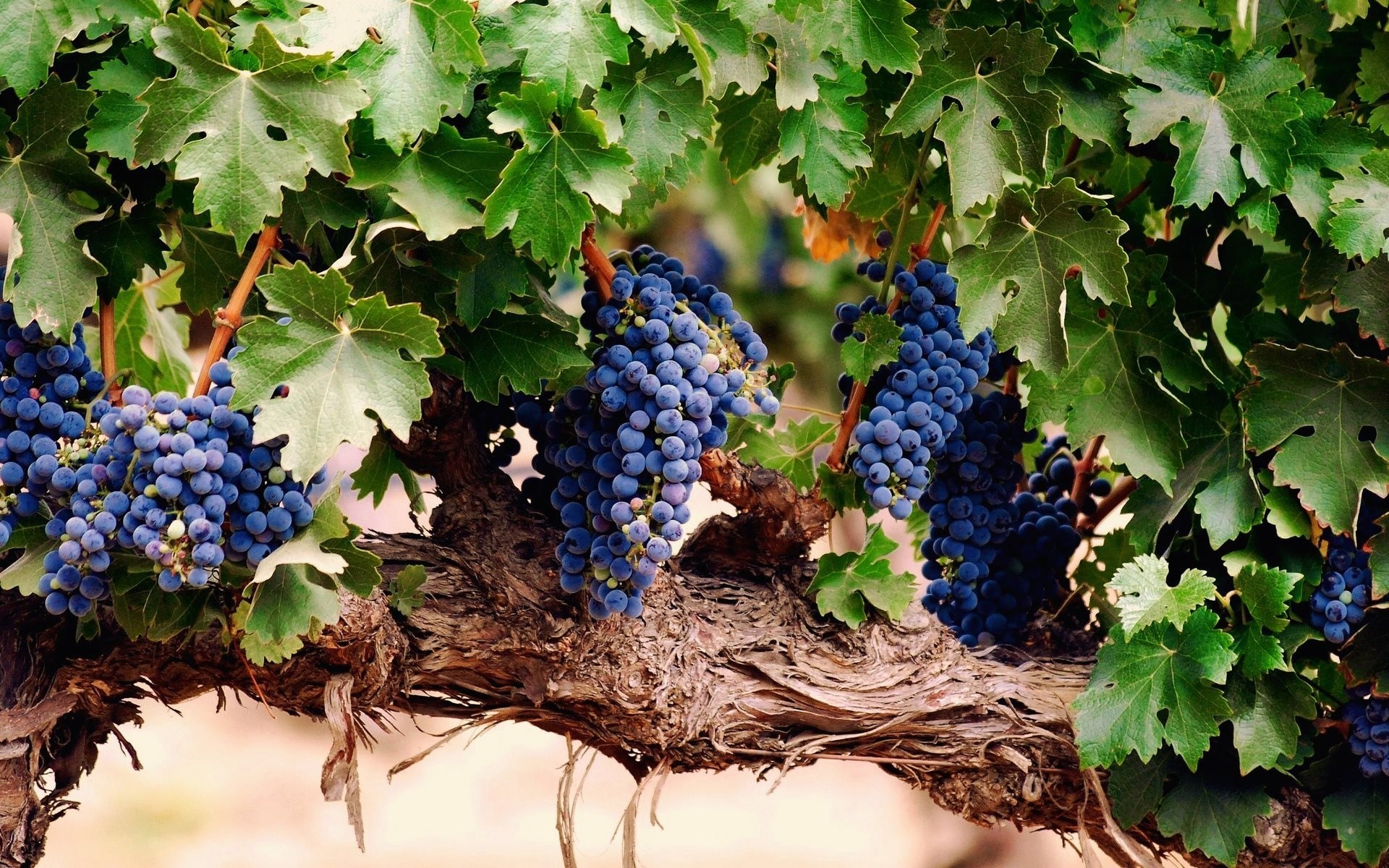 heet grapes berries bunch of brush vine foliage