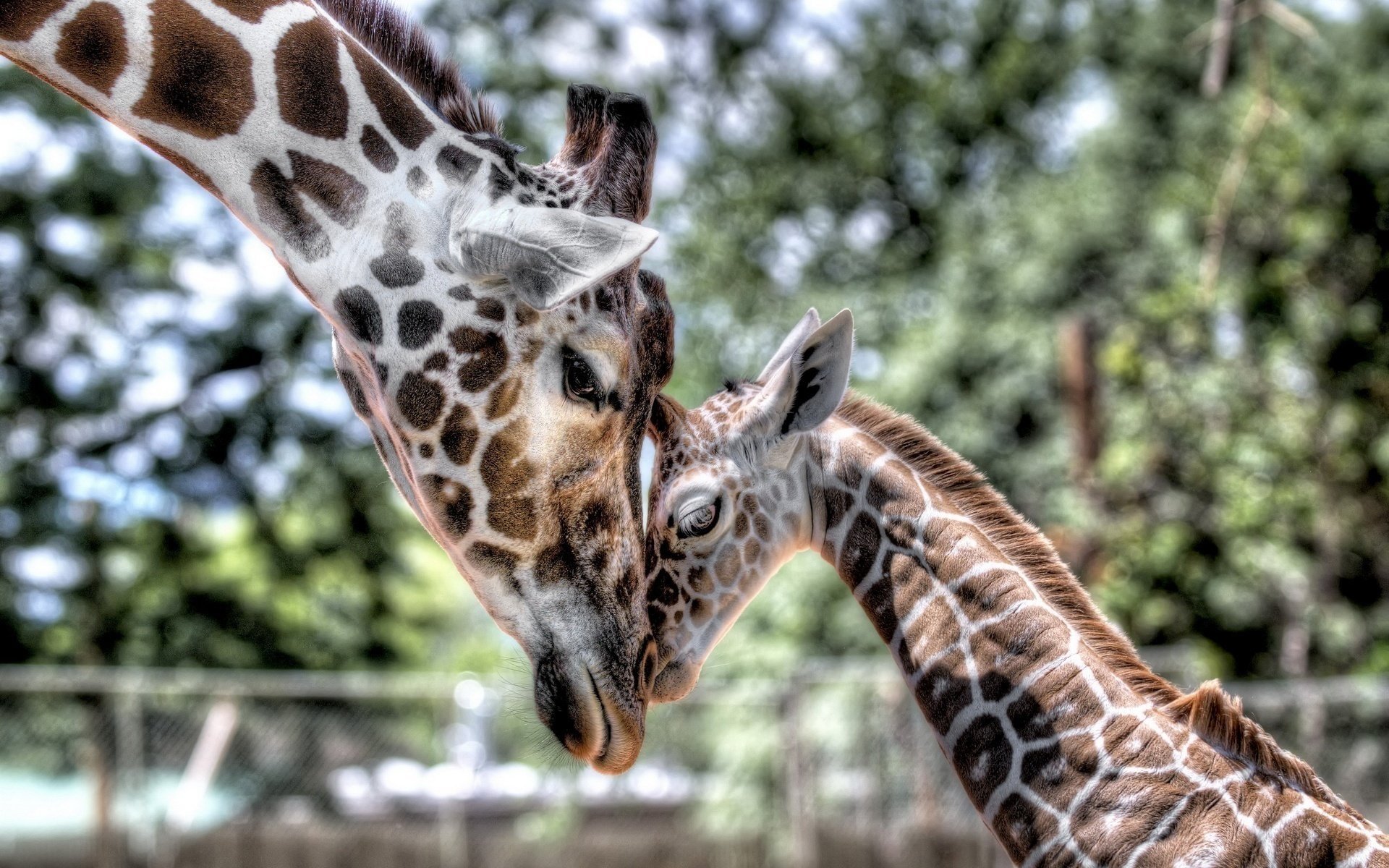 giraffe baby junge mama zärtlichkeit