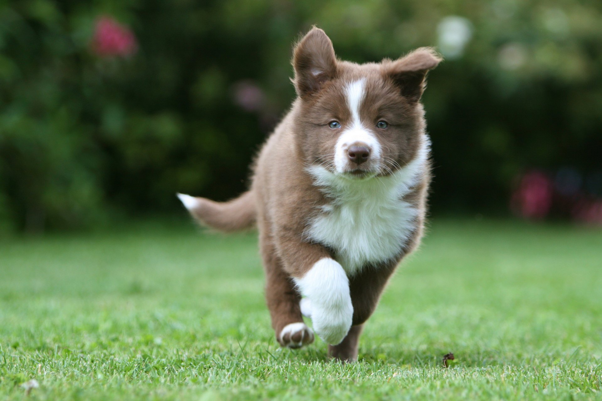 border kolli cachorro hierba border collie corre