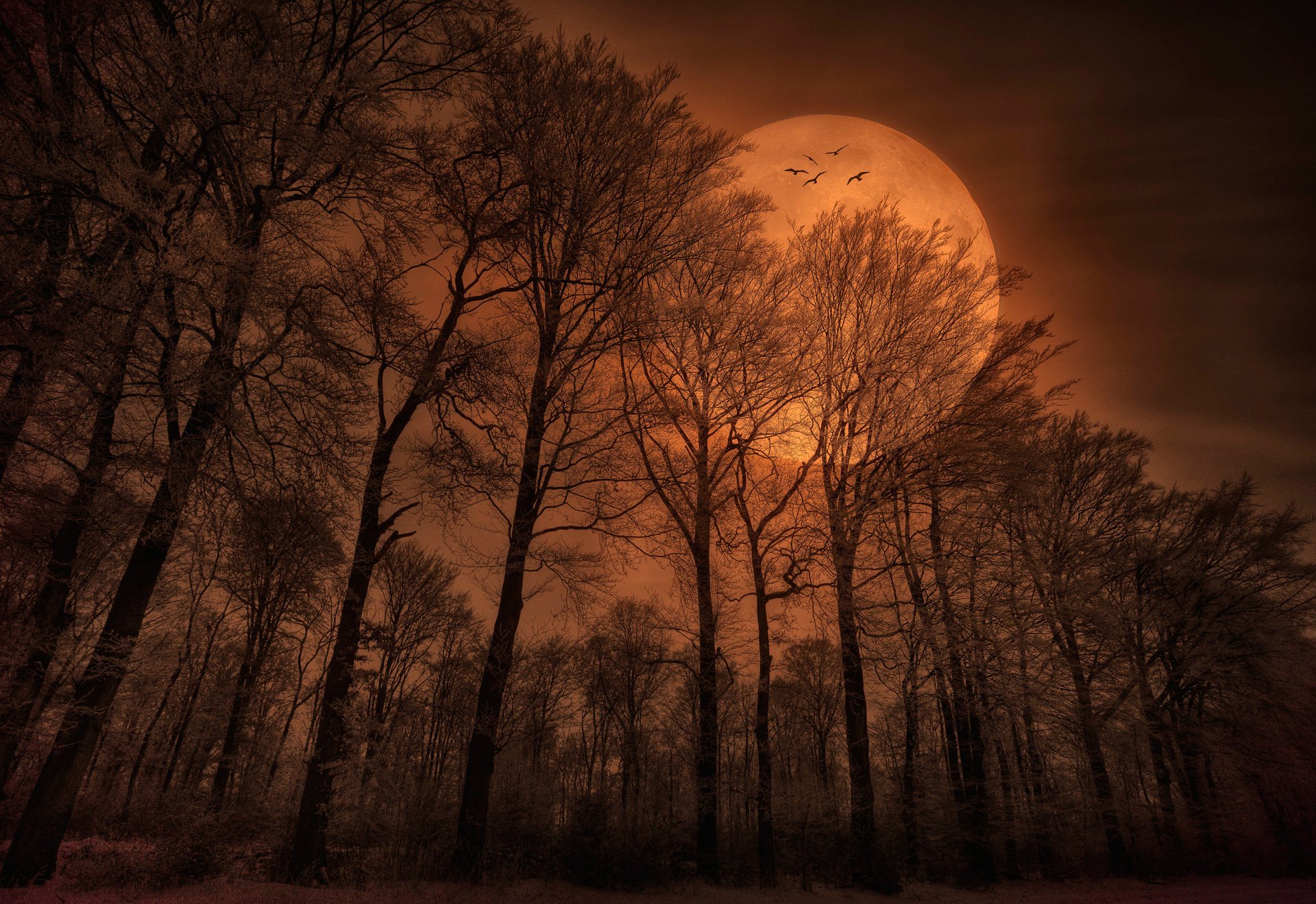 naturaleza bosque noche luna aves