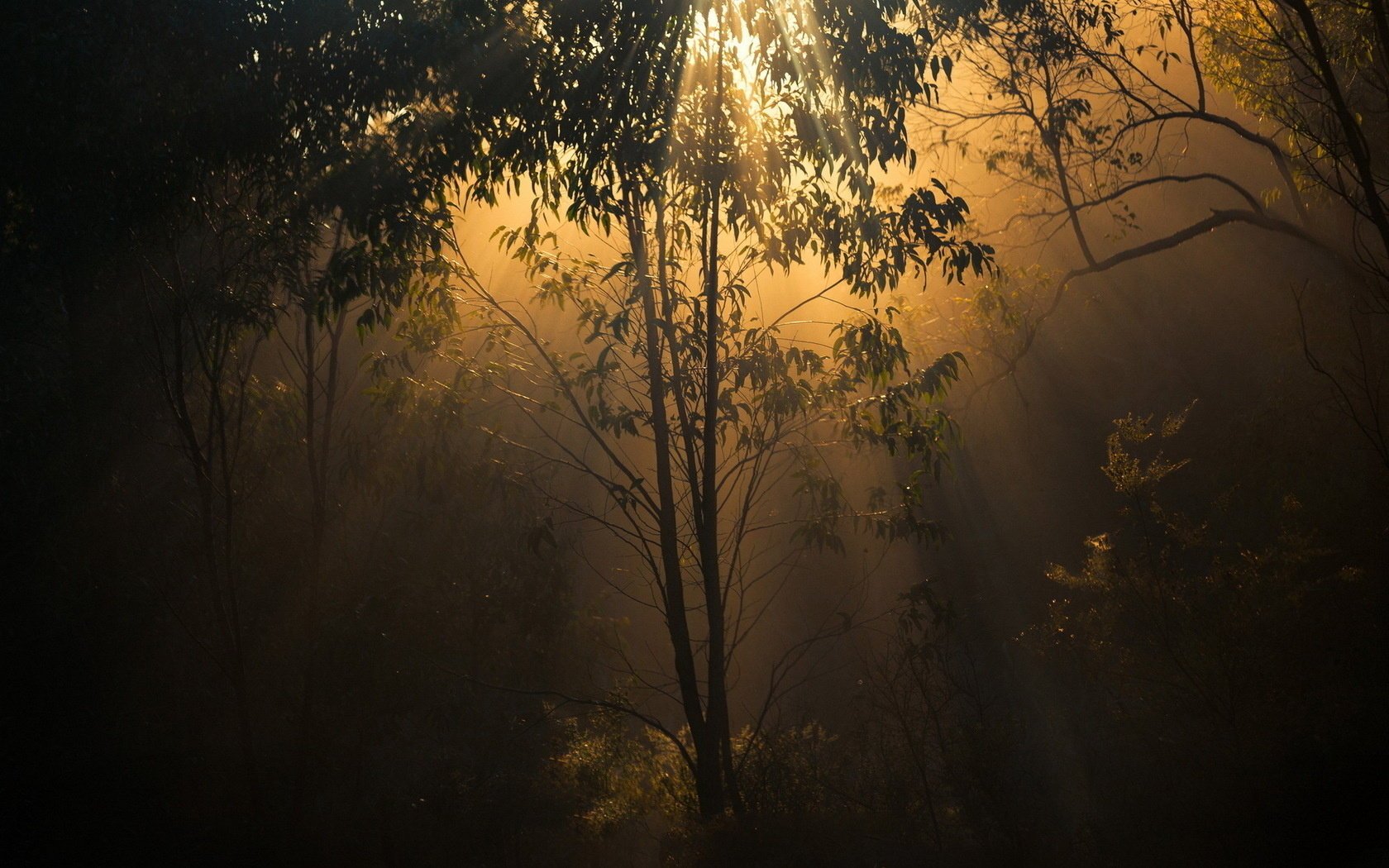 nature light trees forest twilight