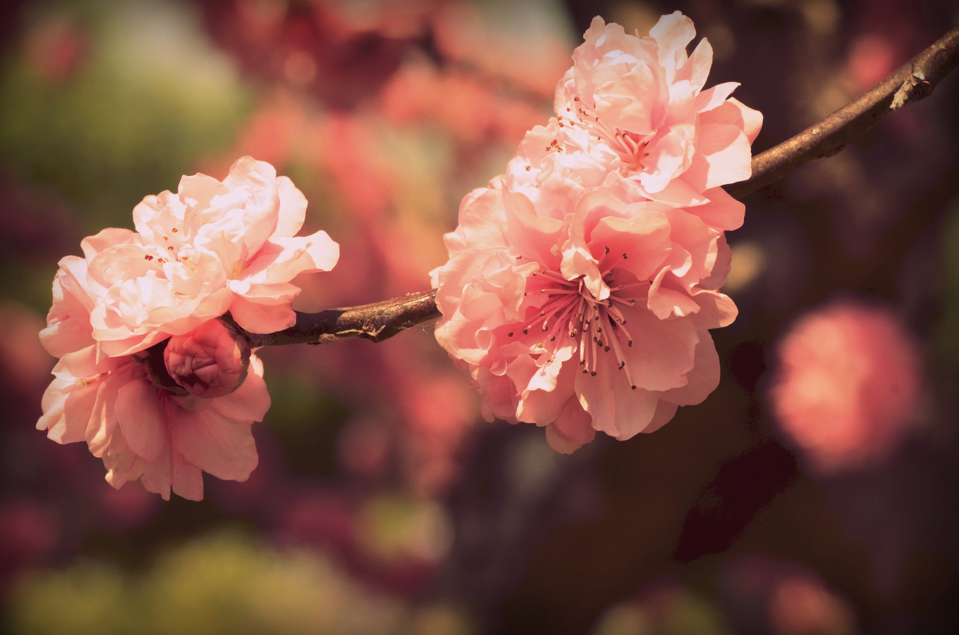 akura flowers petals flowering branch pink