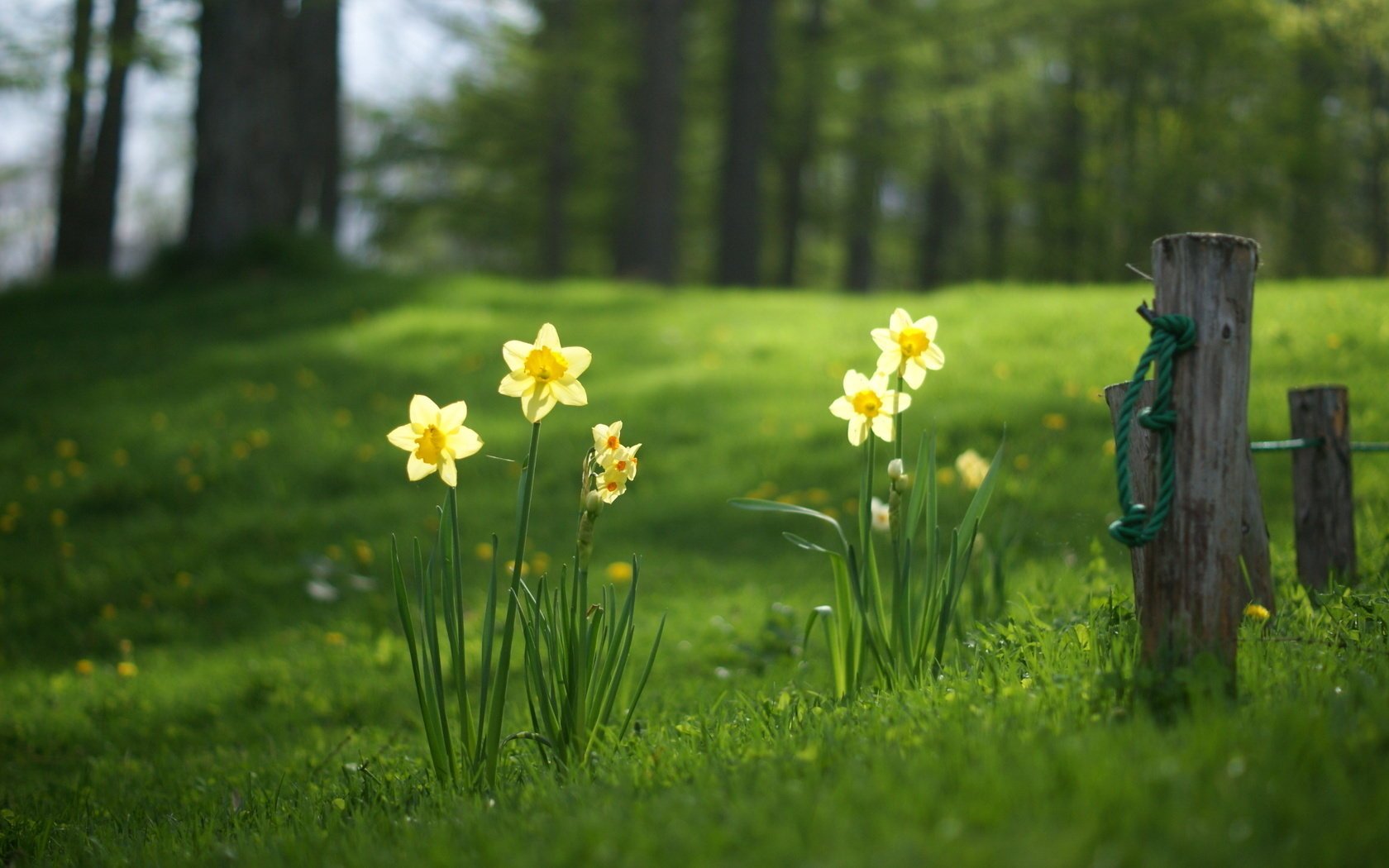 narcissi glade summer grass forest