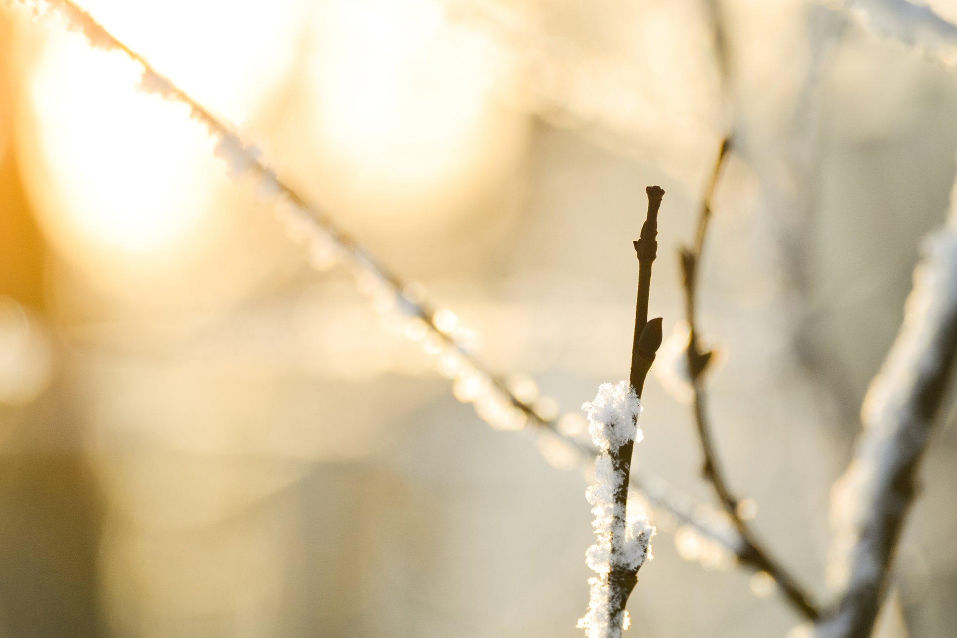 neige macro bokeh branches macro nature neige bokeh nature branche