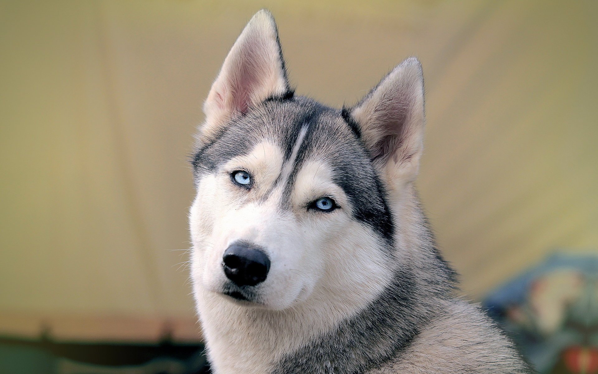 iberian husk dog background