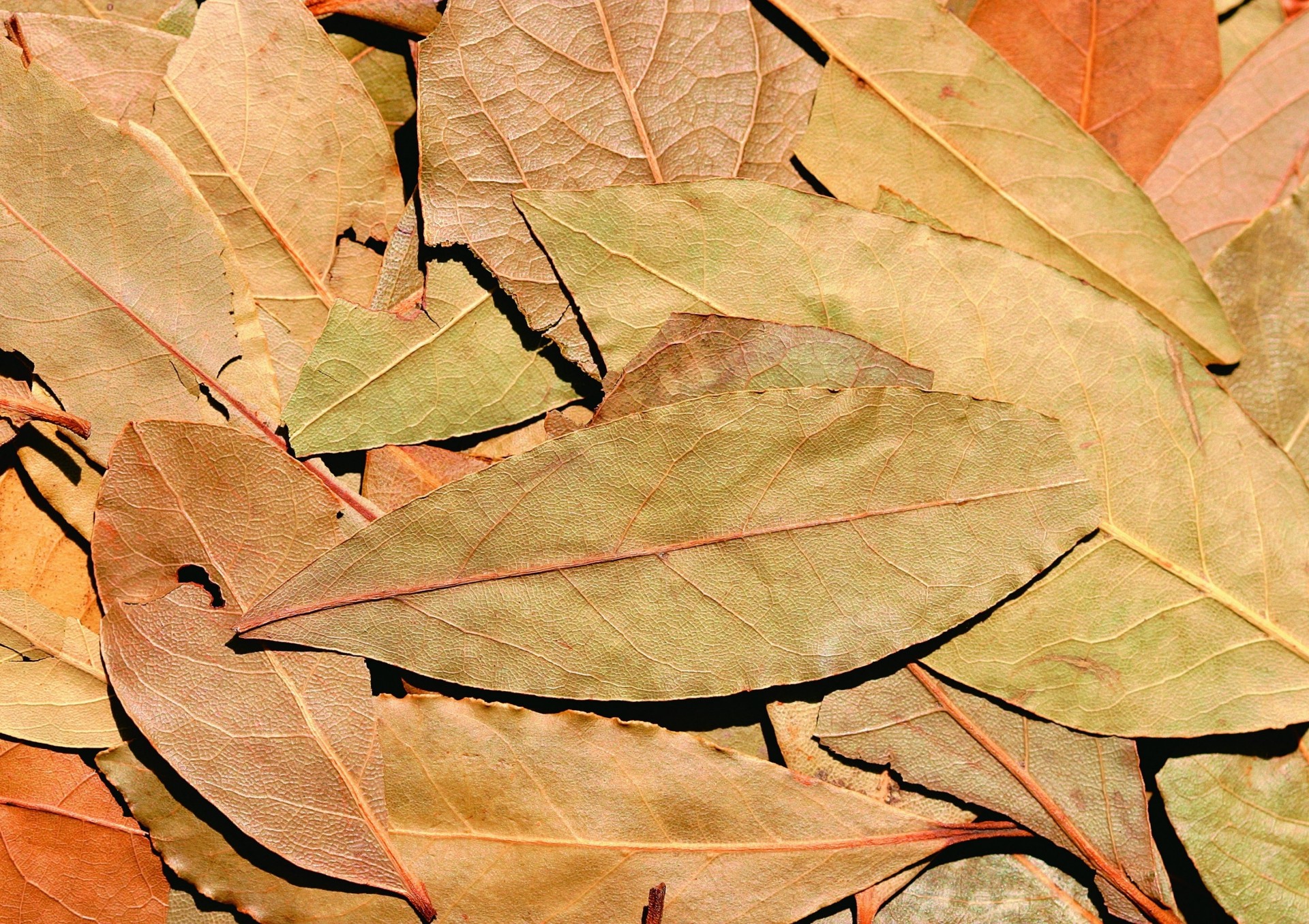 blatt hintergrund gewürze gewürz