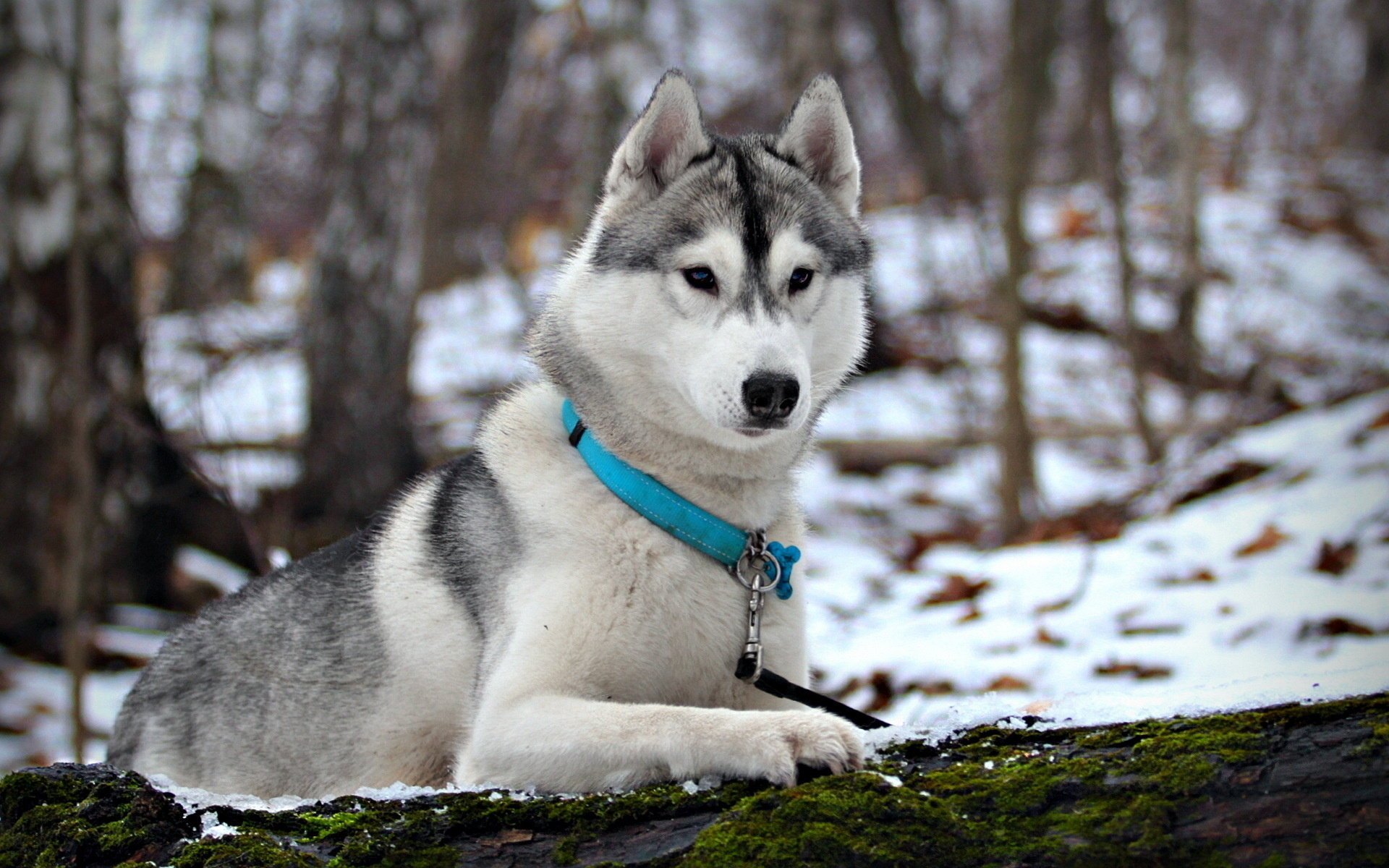 chien husky neige hiver