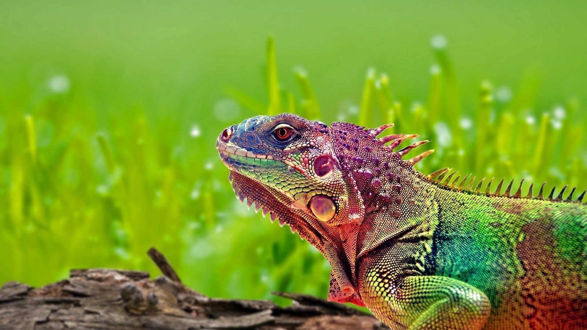 iguane arc-en-ciel lézard