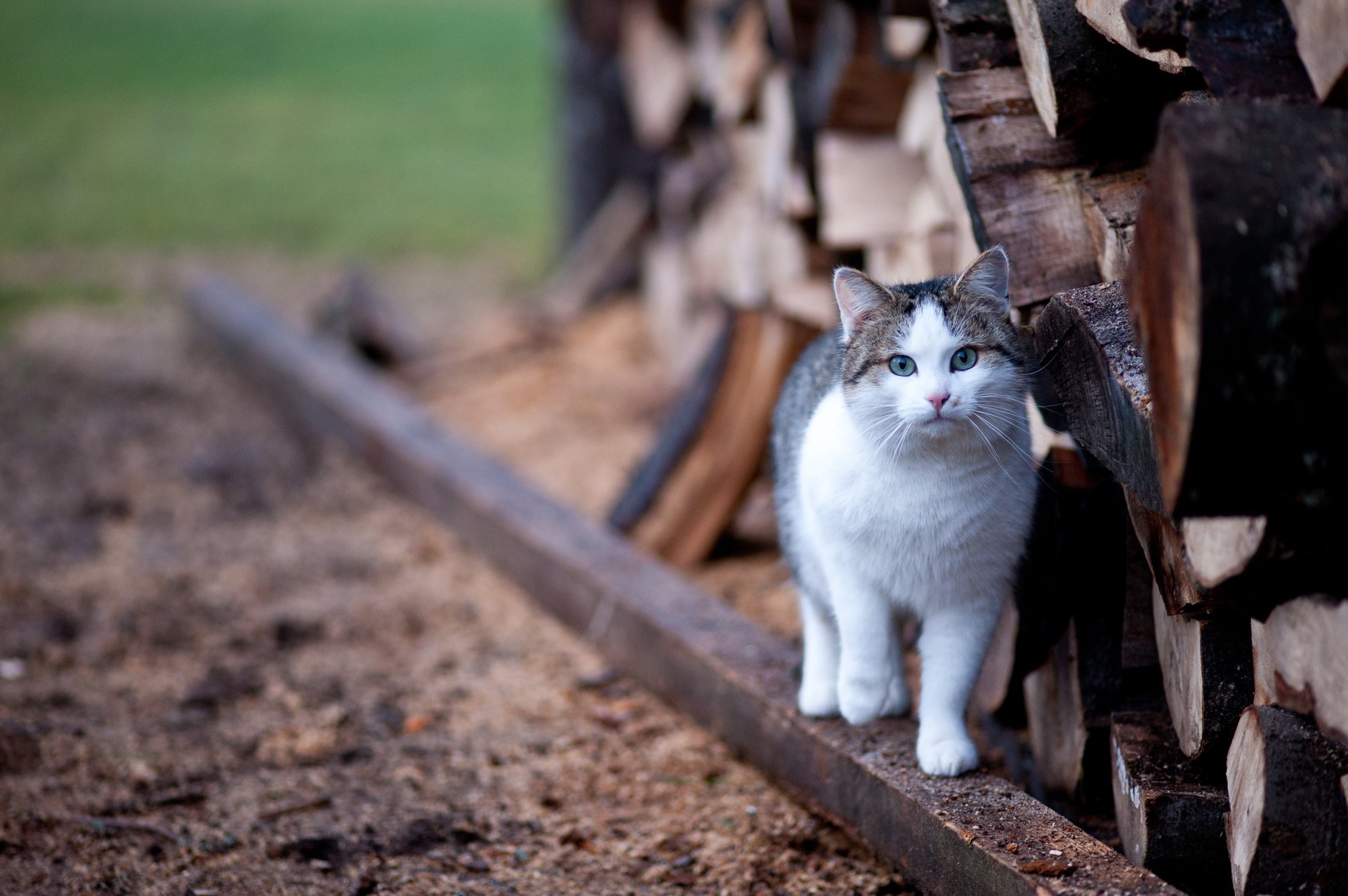 logs cat blur eye