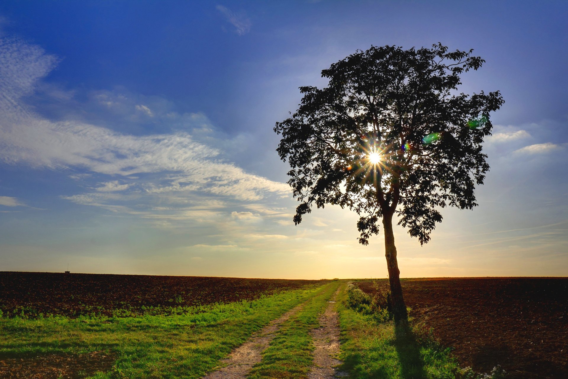 natur straße baum feld