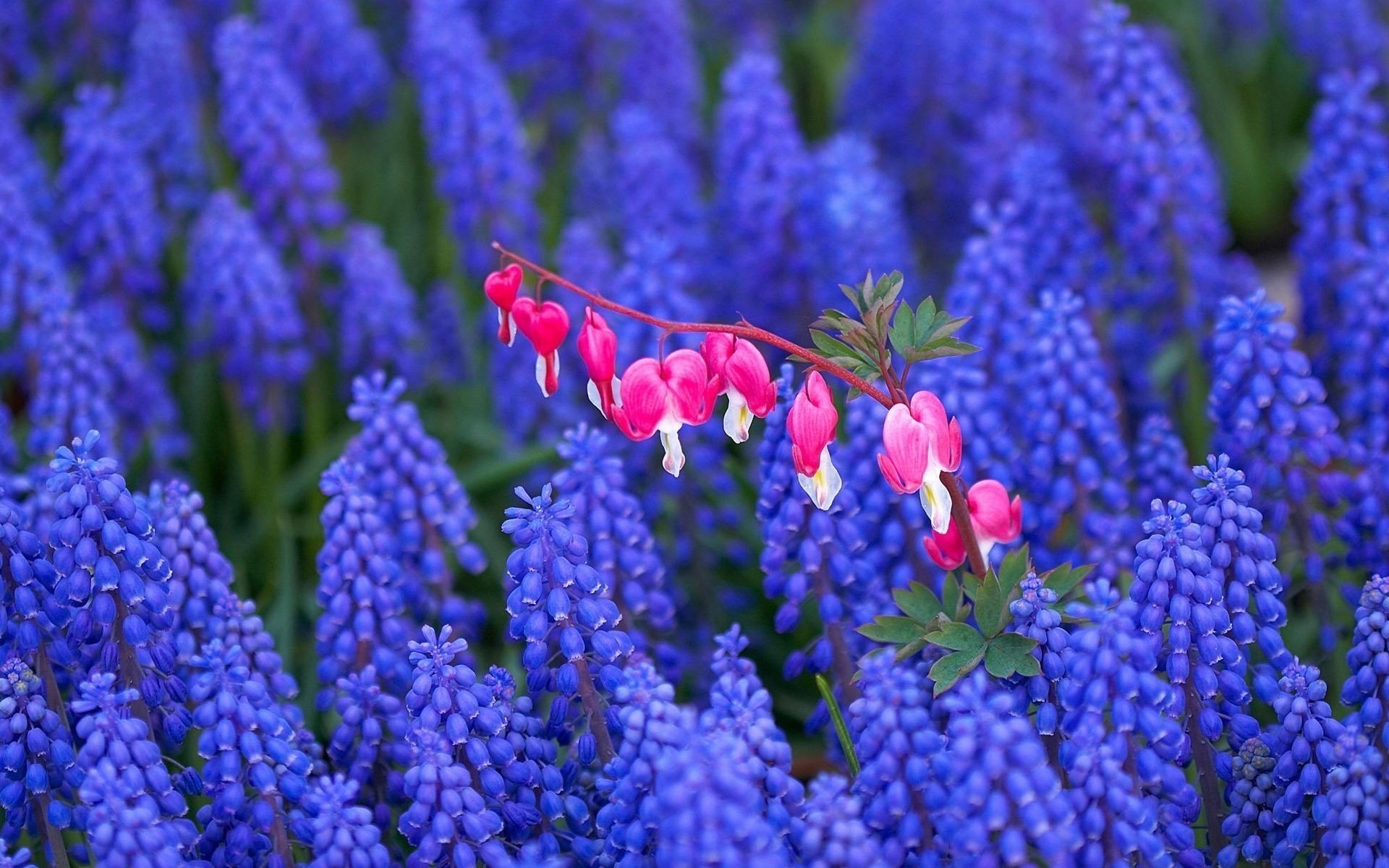 flowers field lilac field