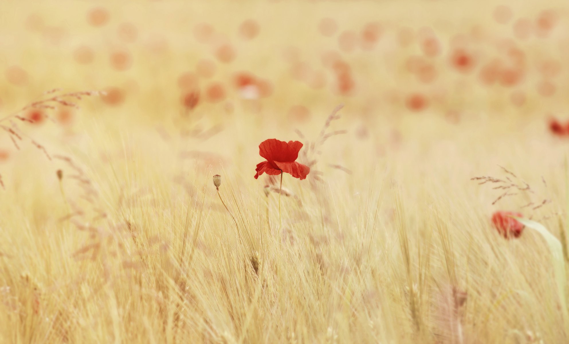 fleurs coquelicots épillets champ