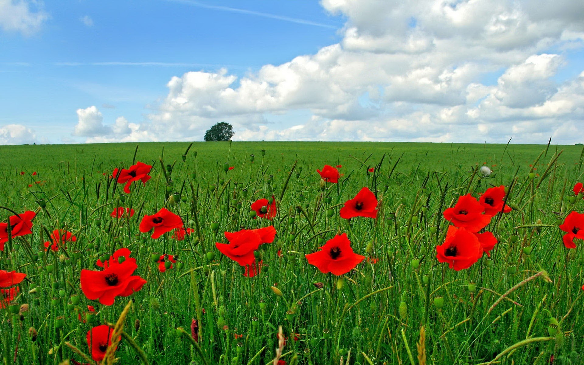 campo verde amapolas