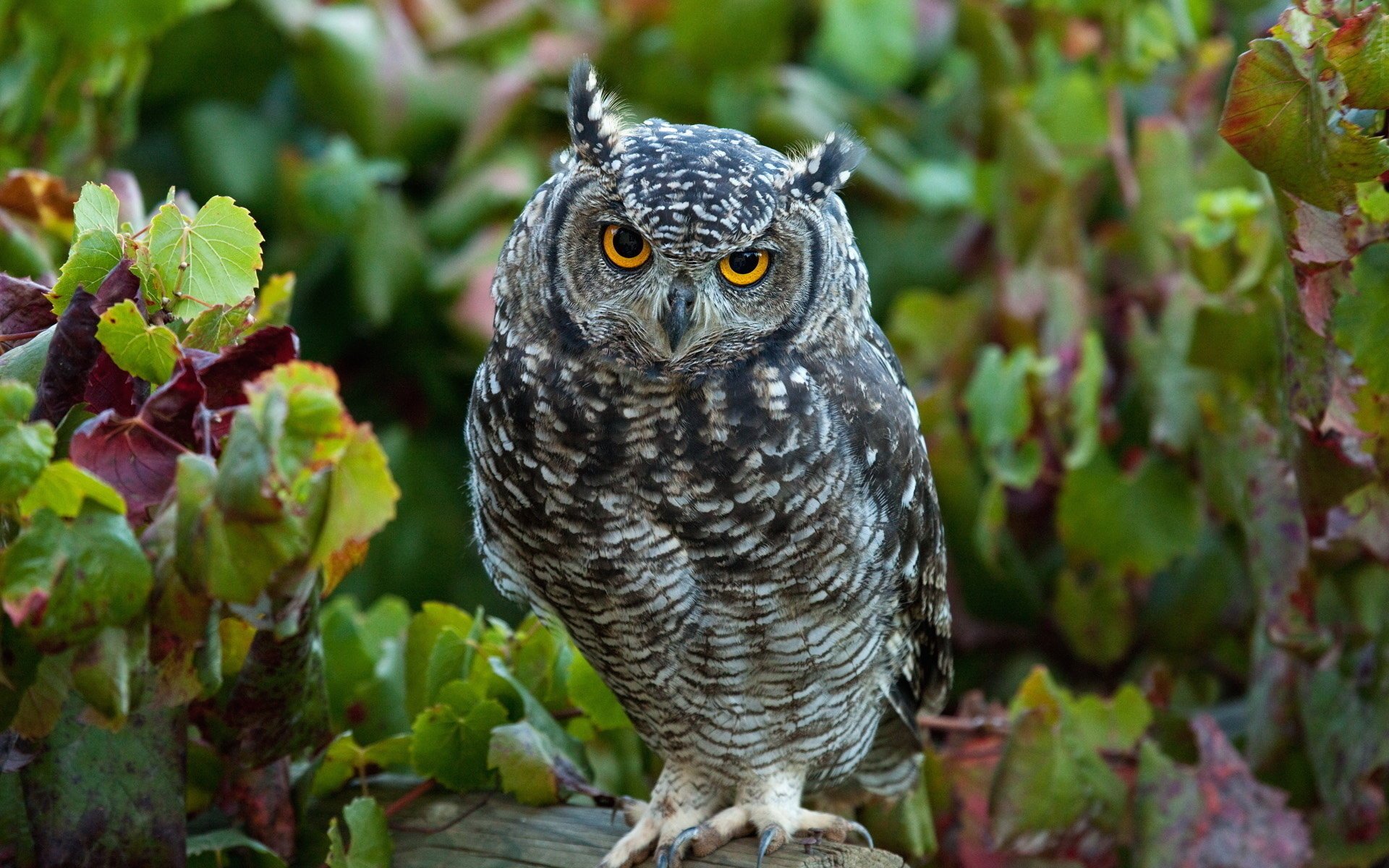 pájaro búho búho hojas tronco vista bosque plumaje