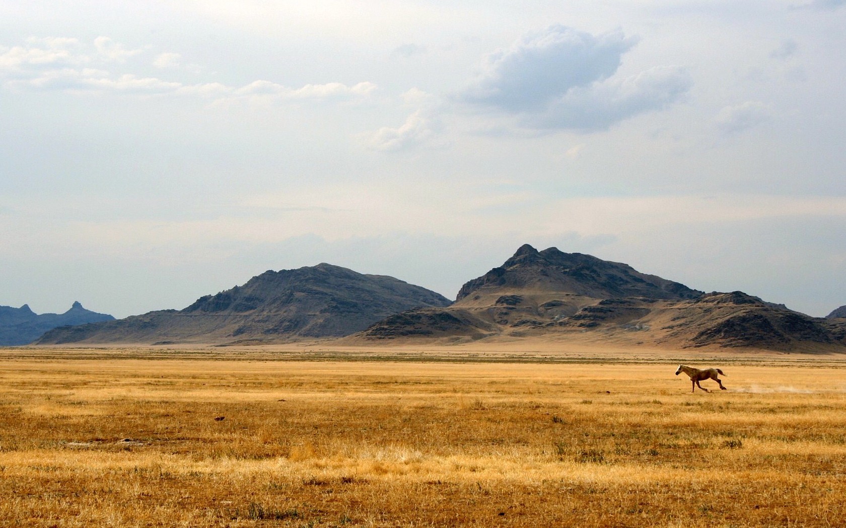 cheval collines steppe