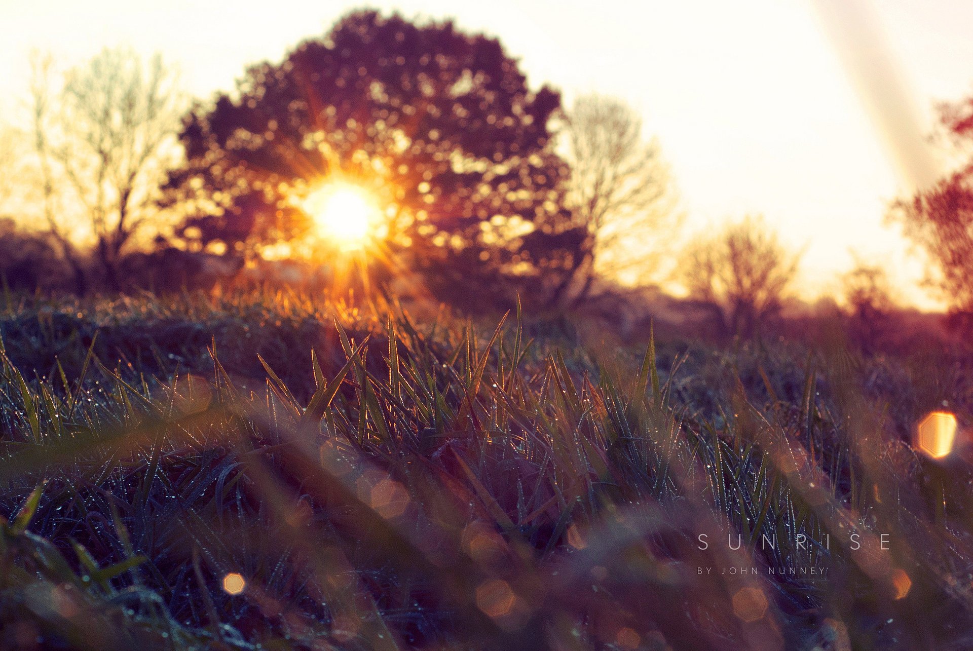 kapi spring grass nature morning