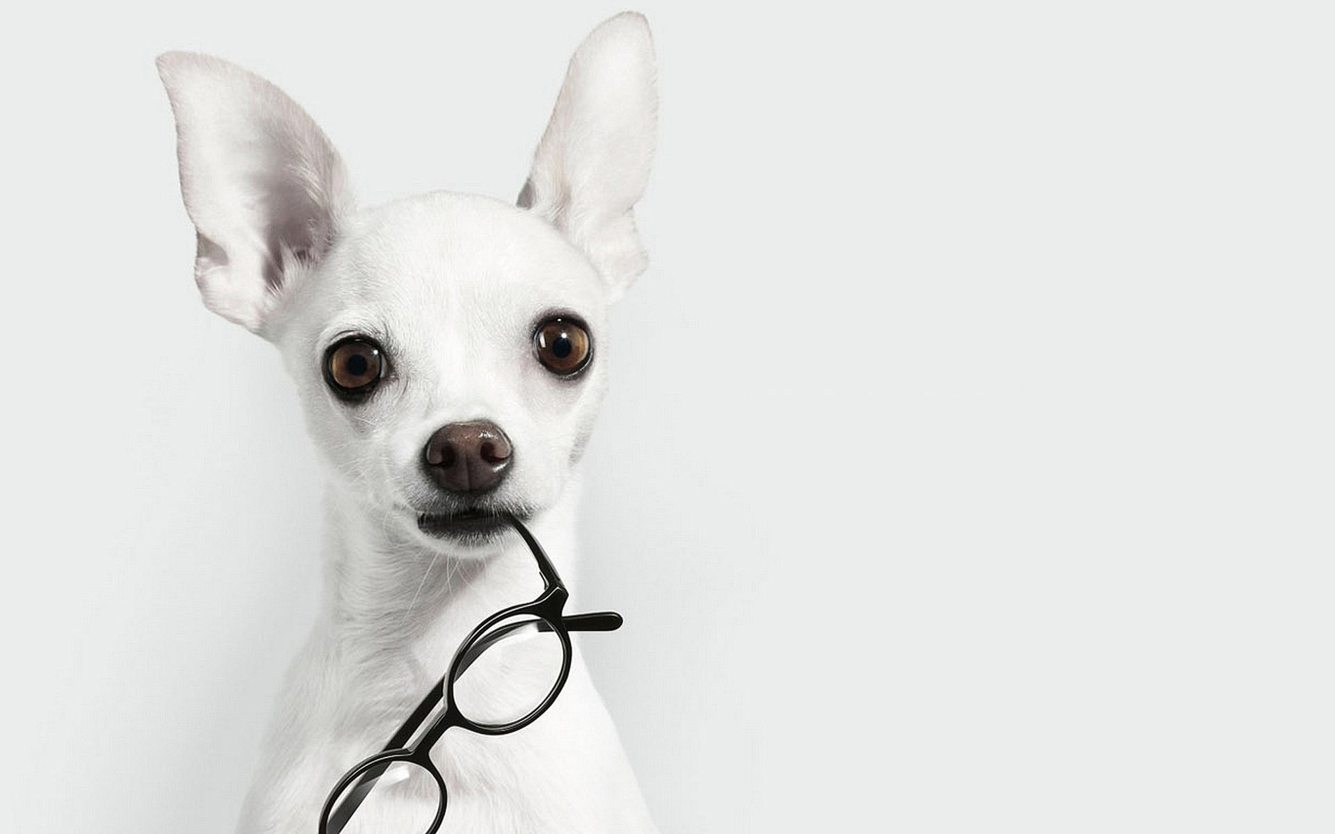 perro gafas orejas mirada hocico